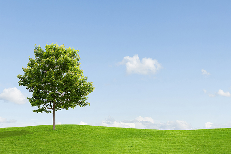 Large, green tree on a green, hilly meadow under a bright blue sky